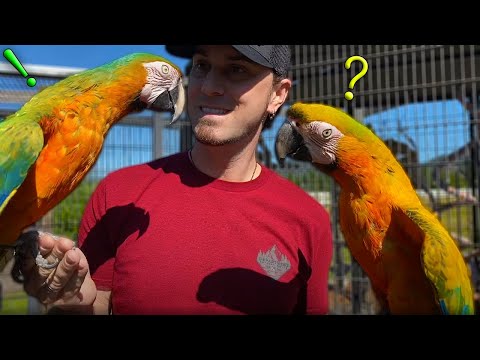 Video: How To Understand A Parrot