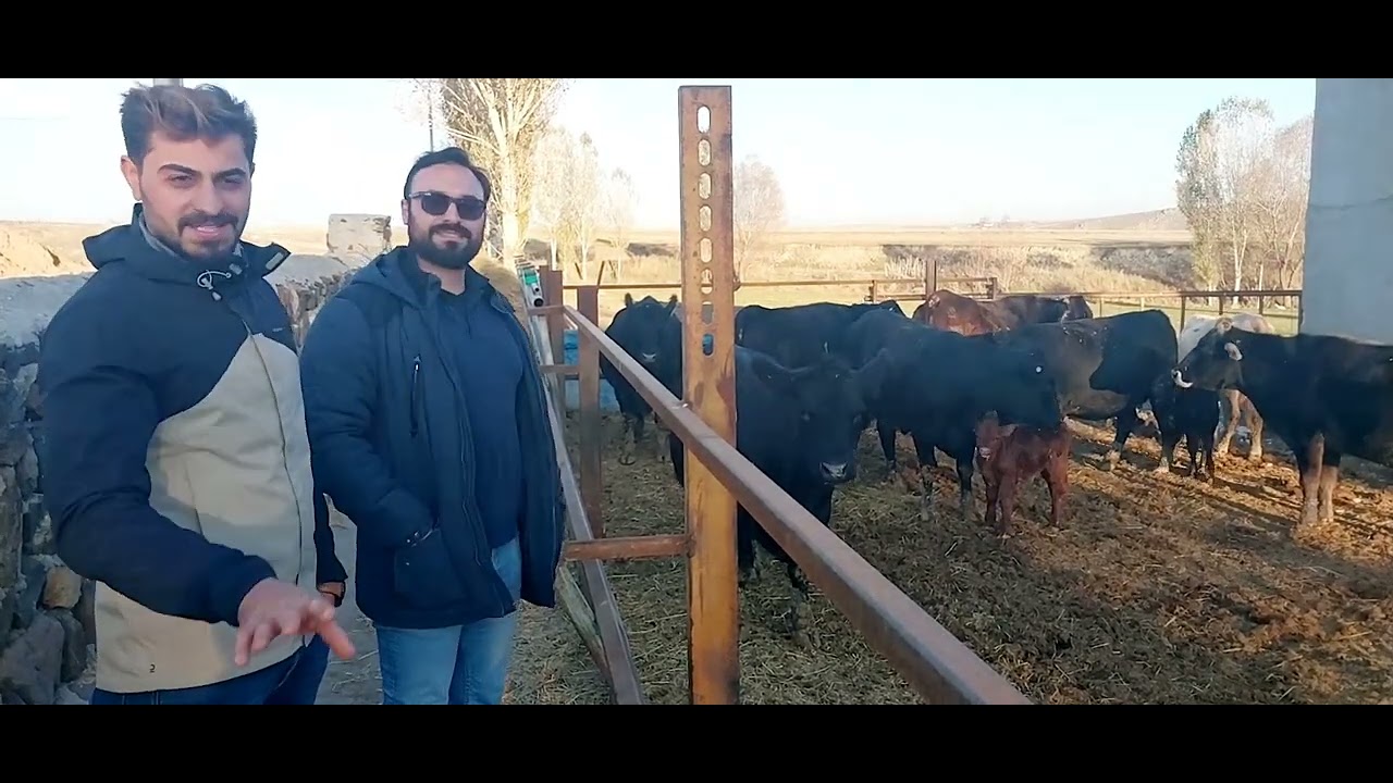 KARS 'TA ANGUSLAR İLE BULUŞTU MERT KARDEŞİN İŞLETMESİNDEYİZ.#angus #aberdenangus#çiftlik#angusbeef