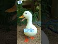 ★【コールダック 雌雄の鳴き声比較】飼育する前に必ずｃｈｅｃｋ！ @ZOOTIMEch #shorts #cuteanimals
