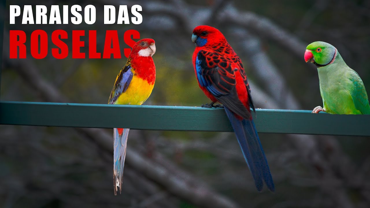 Paraíso das ROSELAS: Mutações Raras e RING NECKS Incriveis! - Chocmaster Visita Criatório Casanova.