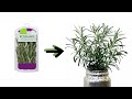 How to Regrow Rosemary Cuttings from the Grocery Store