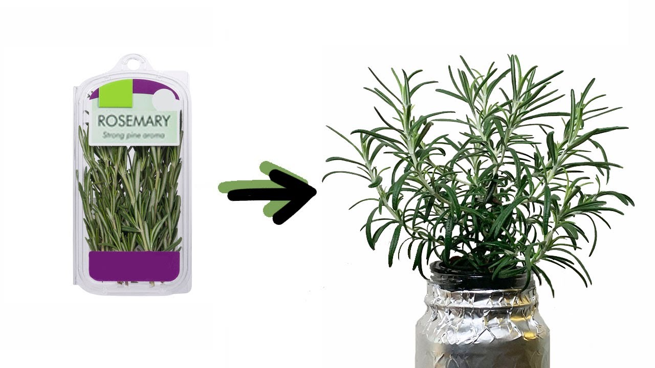 How to Propagate a Rosemary Plant from Stem Cuttings