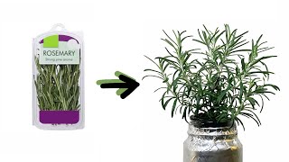 How to Create Rosemary Plants from the Produce Aisle — The Coeur d