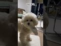 양말이 젤 좋아(My favorite toy)  #dog #puppy #doglover #poochon #강아지 #강아지일상