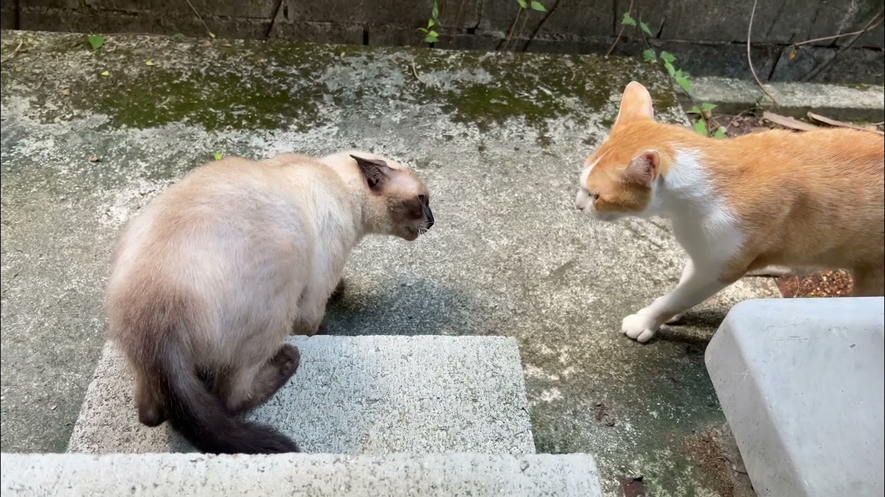 追い討ちをかけるちゃんく