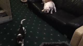 Eva’s Puppies, Harrier Dog by issoldda 209 views 6 years ago 1 minute, 48 seconds