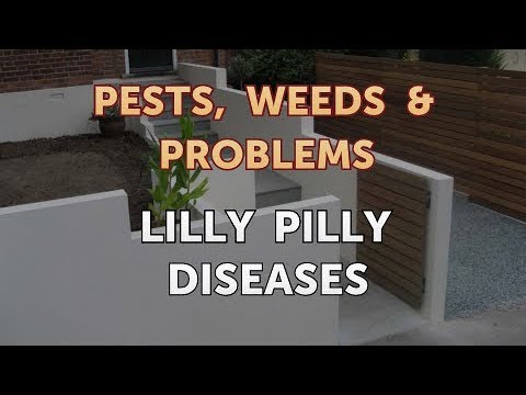 Vídeo: O que é uma planta Lilly Pilly: Aprenda a cultivar um arbusto Lilly Pilly