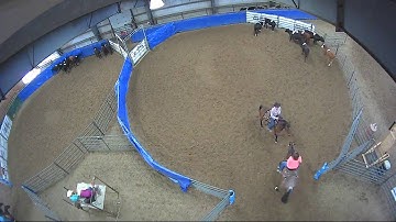 Big Sky Ranch Sorting Saddle Series #5 - #9 - Round #2 - Ride #12