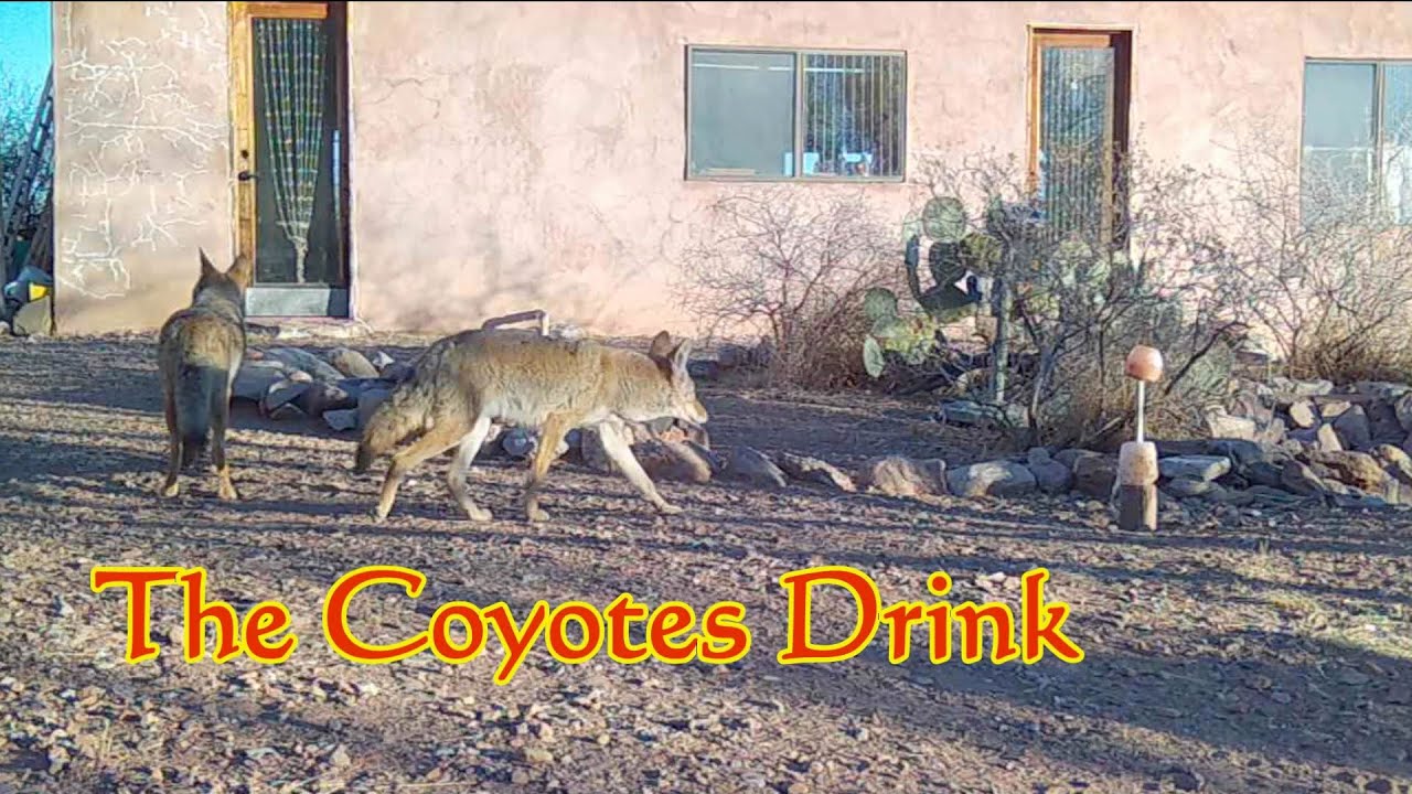 The Coyotes Drink - YouTube