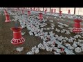 Semi Automatic poultry broiler farm( complete poultry farming solutions by sonu sangwan)