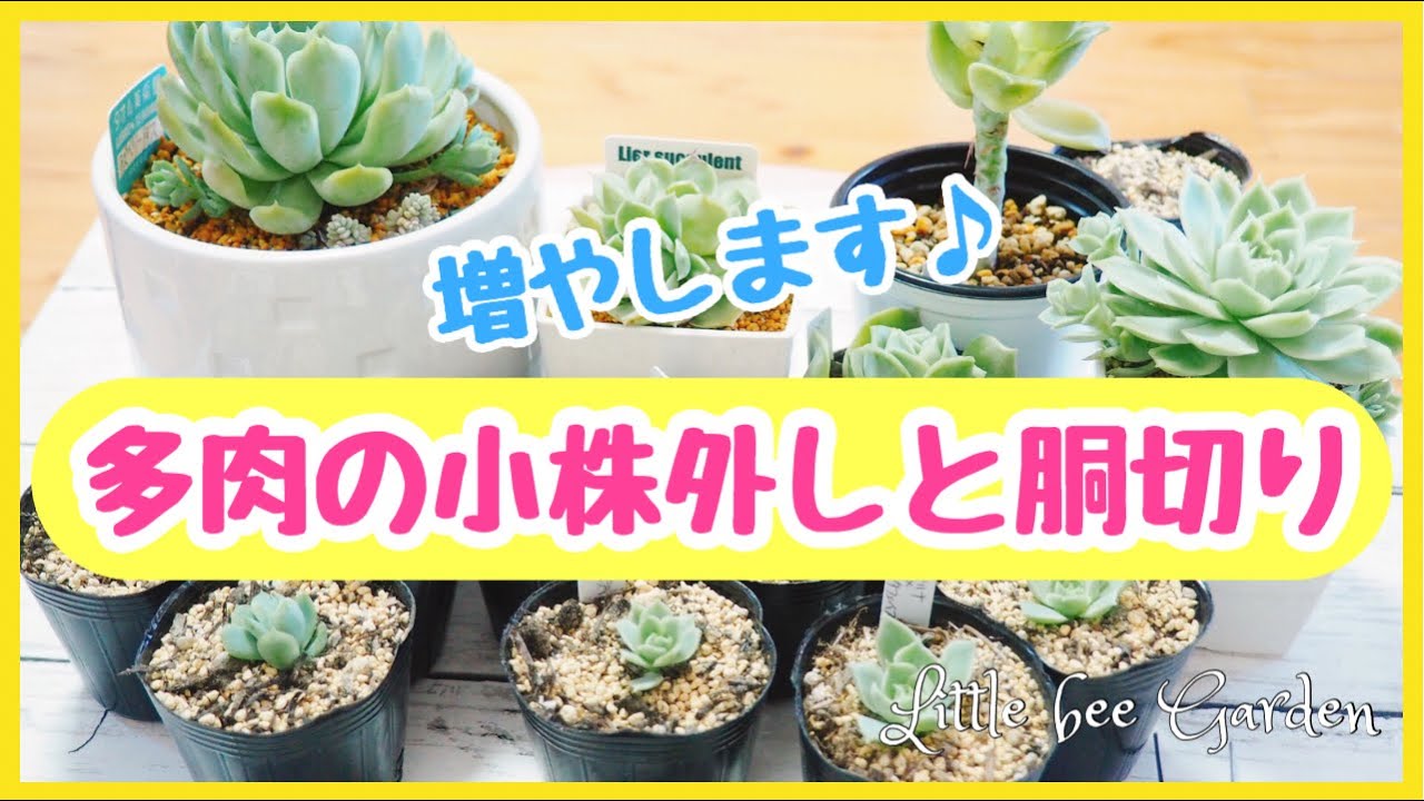Succulents] Propagate succulents by removing the offsets from