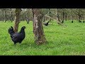 Un breton utilise la poule noire de janz comme alternative aux pesticides