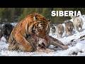Wild Siberia: Home to Brutal Predators ❄️