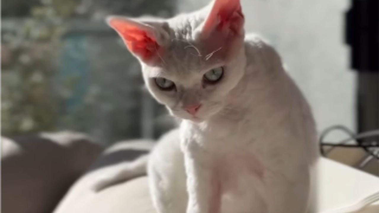 Они говорили, что она похожа на инопланетянку. Он сказал, что она — самое красивое существо, кото...