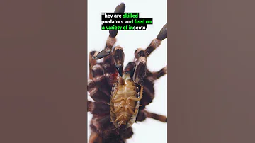 How Do Tarantulas Eat 