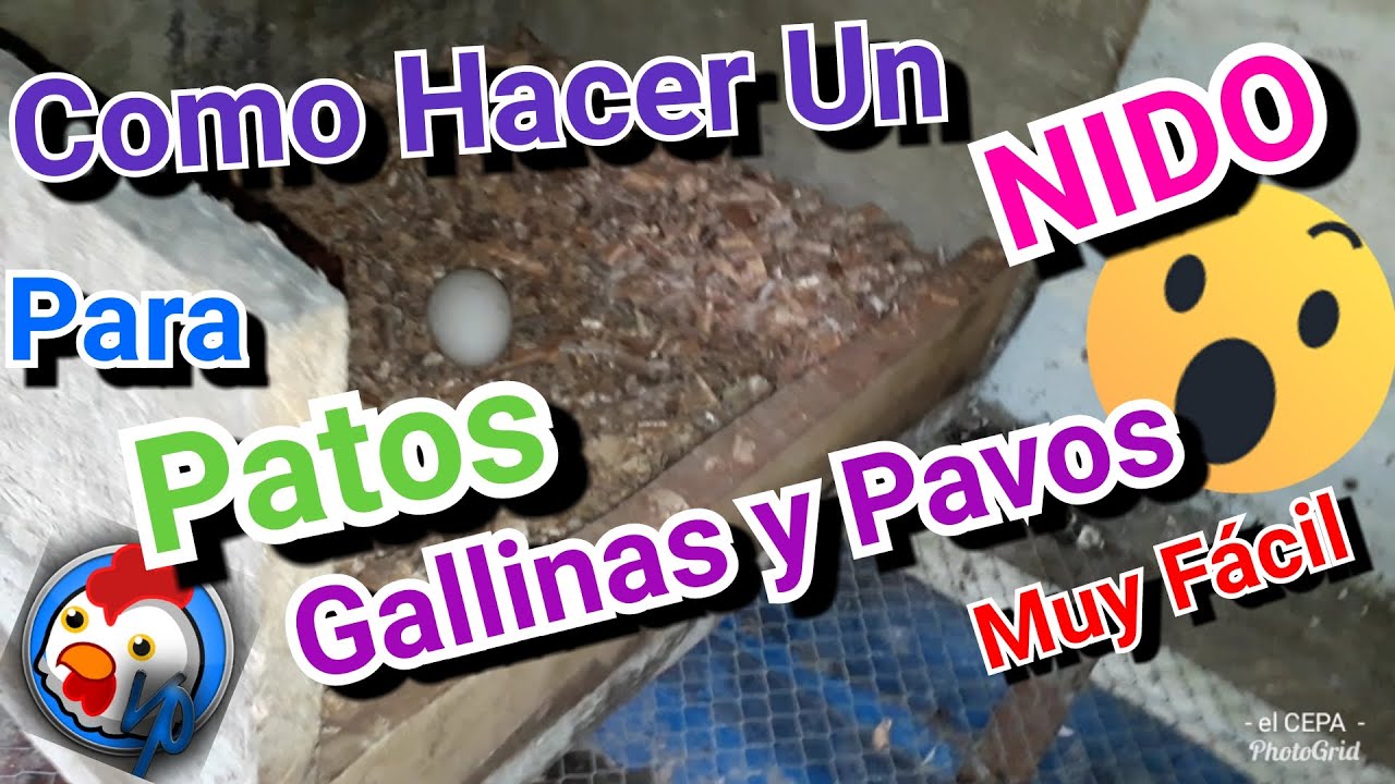 Como Hacer un Nido para patos o para Gallinas y Pavos |Vida Con Plumas