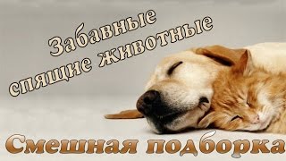 Смешные животные забавно спят | Приколы с животными 2016 | Подборка с животными Смешные животные забавно спят | Приколы с животными 2016 | Подборка с животными