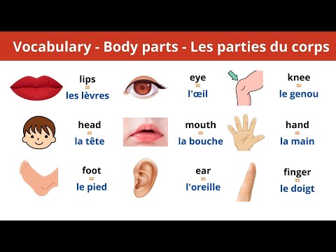 Mots simples pour apprendre l'Anglais - Body Parts Vocabulary #3