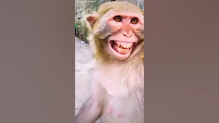 Laughing MONKEY 🤣#shorts #funny #comedy #monkey #shortsfeed #short #viralvideo #laughing