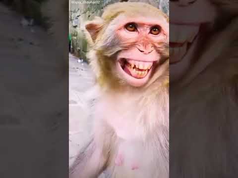 Laughing MONKEY 🤣#shorts