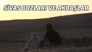 Sivas Bozları ve Akbaşlar