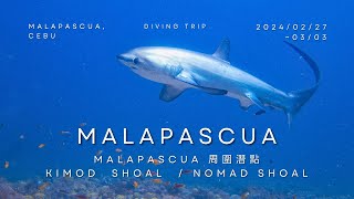 【Malapascua潛水 EP3】終於遇見長尾鯊! 加碼黃昏麒麟魚交配 Malapascua thresher shark!