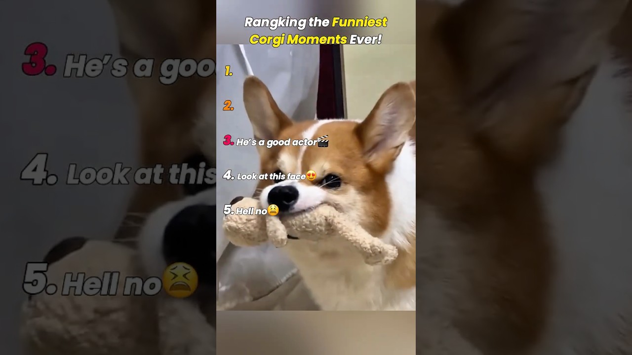 Рейтинг самых смешных моментов с корги! #corgifunny #corgipuppy #corgidog