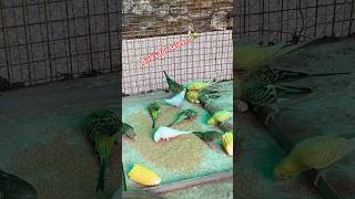 Coloni progress Bugies parrot #birds #breedingpair #budgies #blackfacebudgie #viral #breedingformula