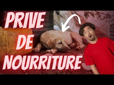 Vidéo: Que faire si vous pensez qu'un animal ou un chien est maltraité