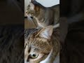 猫が群がってくると楽しい♪