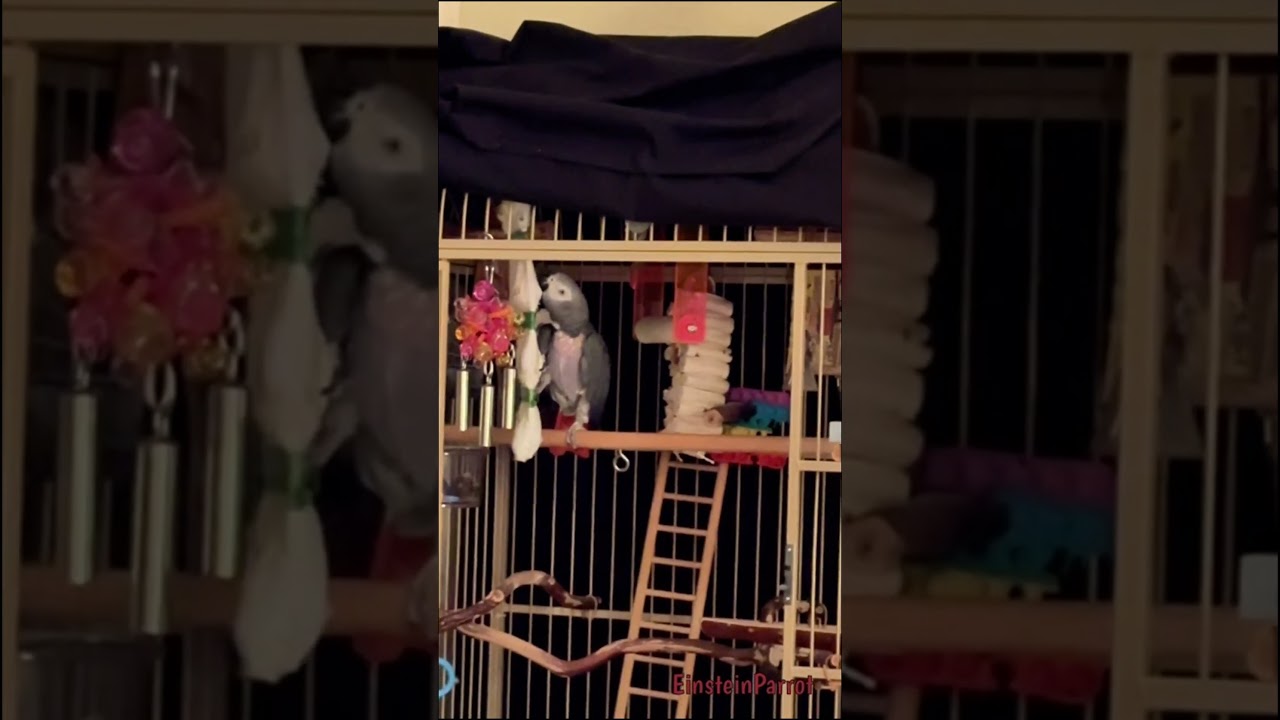 Einstein enjoys pasta out of his Sockatoo before bed. 