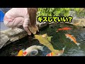 錦鯉にキスしようとするゴールデンレトリバー犬が可愛すぎた