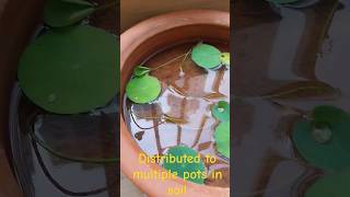 how to grow lotus from seeds - how to grow lotus in water shortvideo shorts viral viralshorts