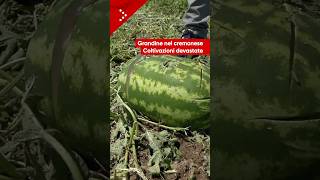 Grandine nel cremonese, si contano i danni anche nei campi: fori impressionanti sulle angurie