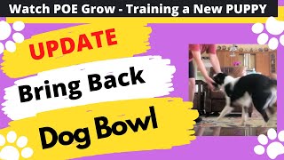 Poe Bringing Bowl to Me - Watch POE Grow - The life and Training of a Competition Puppy by Debby Quigley 34 views 2 years ago 1 minute, 6 seconds