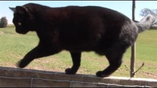 Max, my three legged cat, walking on fence.