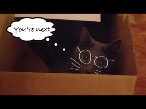 cat-pranks-humans!!-..-cat-in-the-box