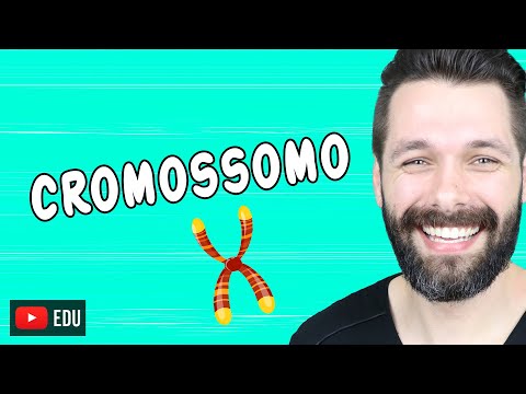 Vídeo: Quantos cromossomos os organismos têm?