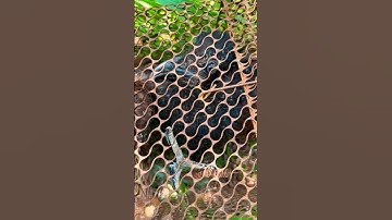 Bìm Bịp chui vào lòng chuột