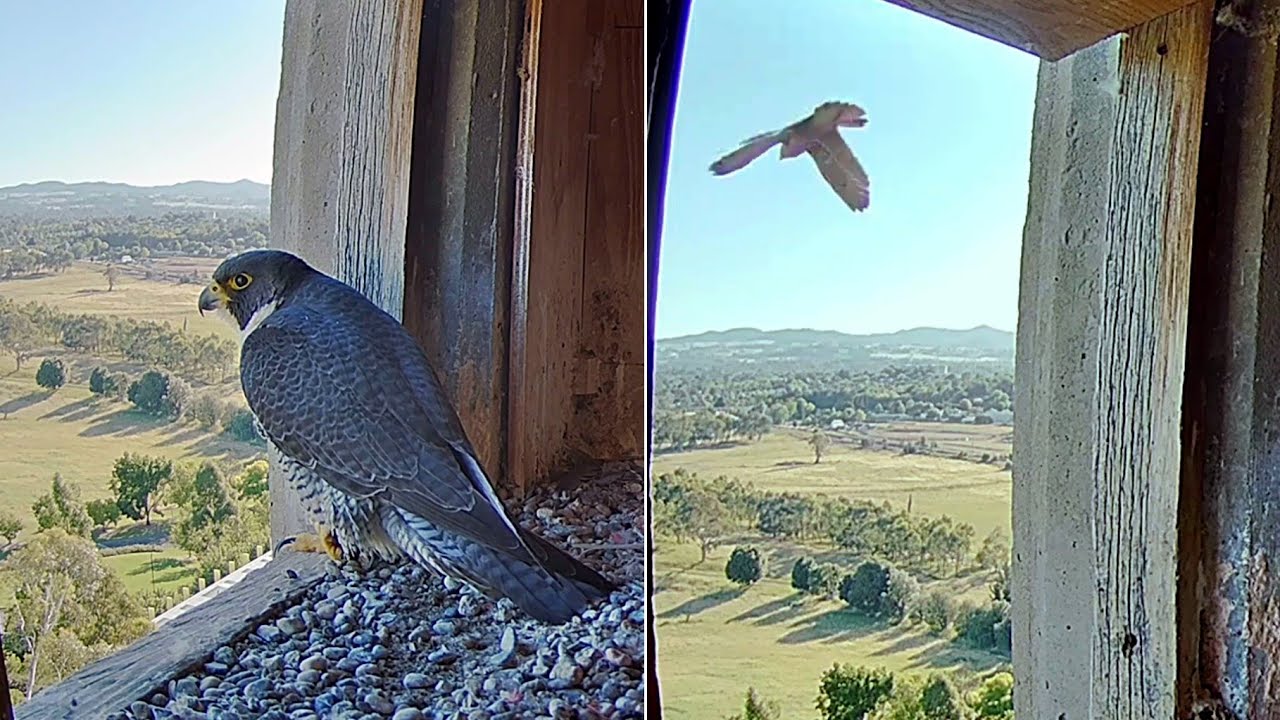 FalconCam Project~🥰 Girri is still doing fine 🚨😆 She is screaming on the tower~6:39 PM 2025/12/27