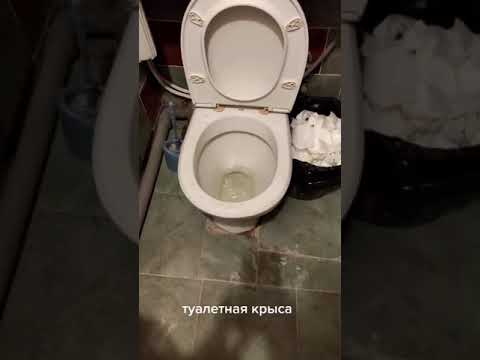 فار فاااااار في عين الحمام