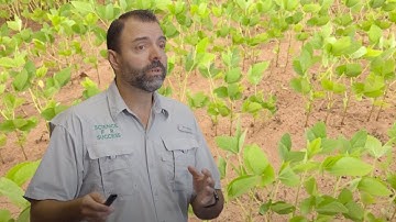 Are Your Soybeans Nutrient Deficient?