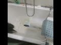 Crown Prince of Portugal living w/a black mold bathroom in a proxy prison!
