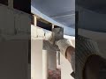 the process of leveling and smoothing cement on the wooden ceiling frame in the building room #short