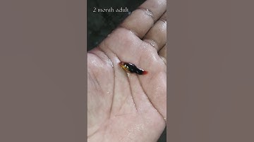 Platy fish 2 days baby to 2 month old adult . #shoerts #aquriumfans