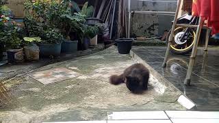 Si Babon sang kucing 'himalaya' berbulu hitam legam