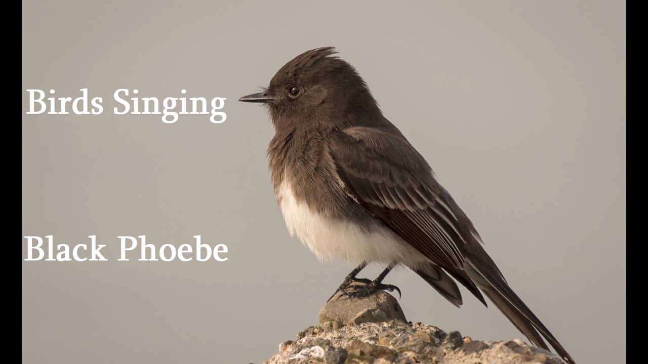 Birds Singing - Black Phoebe - Sounds of Nature