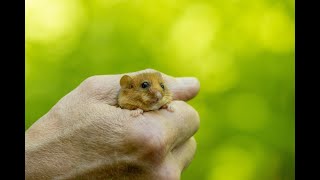Go Behind The Scenes! Dormice Reintroduction June 2021