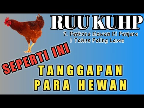  FILM  Pendek  Hewan  Pada Ngobrol Film  Ngapak Gesek Ngapak 