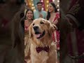 #dog🐕 #shorts 💯#dance 💃